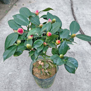 香妃山茶花盆栽五色赤丹花卉绿植物室内浓香型树苗四季开花