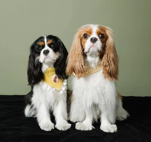 英国查理王小烈性犬骑士查理王小猎犬 幼犬可送货上门 货到付款