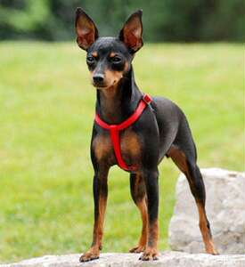 犬迷你杜宾犬笃宾狗狗黑色铁包金红色黄活体小型幼犬家养1人付款900