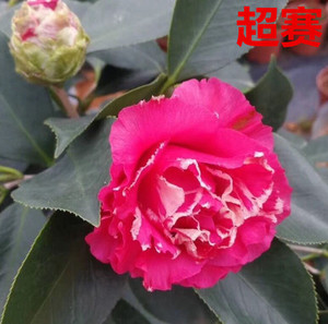 超级赛牡丹茶花