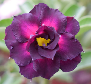 腾泓沙漠玫瑰 紫瞳 台湾阳明园重瓣沙漠玫瑰 2018秋季新品