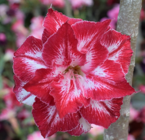 腾泓沙漠玫瑰 朱樱  台湾阳明园重瓣沙漠玫瑰2020春季新品大型花