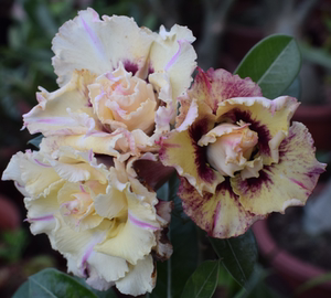 腾泓沙漠玫瑰 地涌金莲 台湾阳明园精品重瓣沙漠玫瑰带香味爆花款