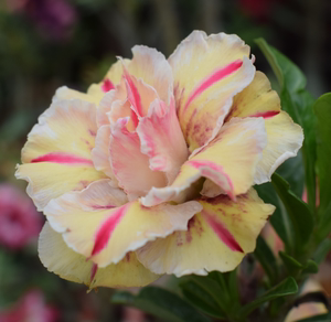 腾泓沙漠玫瑰 三色堇 台湾阳明园重瓣沙漠玫瑰2019春季新品爆花款