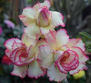 腾泓沙漠玫瑰 蛋糕塔 台湾阳明园重瓣沙漠玫瑰大花21春新品爆花款