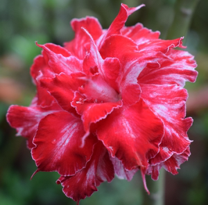 腾泓沙漠玫瑰 f117酡颜 台湾阳明园重瓣沙漠玫瑰2021夏新品爆花款