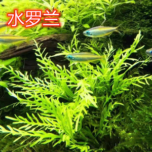 柳水草