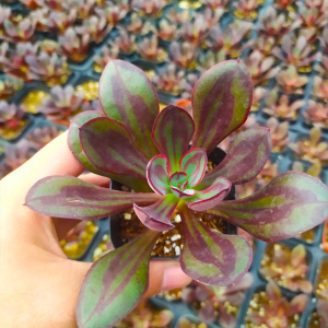 【丸叶红司多肉】丸叶红司多肉品牌,价格 - 阿里巴巴