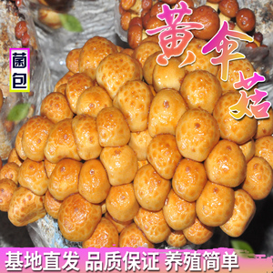 黄伞菌