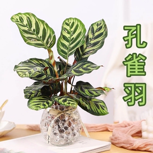 推荐 孔雀羽水培植物室内桌面绿植花卉好养水养花草盆栽竹芋客厅