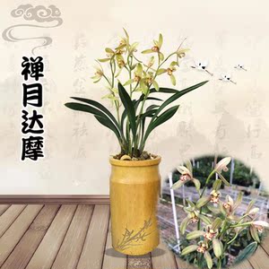 兰花苗建兰矮种金边 四季 禅月达摩墨兰浓香室内客厅盆栽花卉