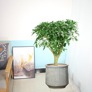 桂花盆栽芳香植物花卉四季木本好看好养带香味安眠阳台客厅室内