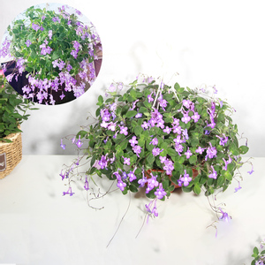 海豚花秋冬开花垂吊室内吸甲醛好养四季阳台花卉客厅卧室花期长