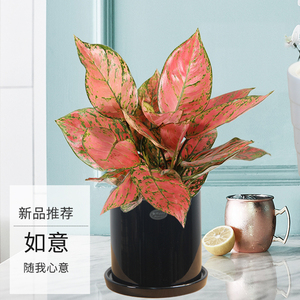 如意新品红叶子植物办公室桌面小盆栽北欧独特耐阴易活大叶万年青