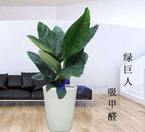 绿巨人吸甲醛植物盆栽四季常绿办公室卧室花大叶子