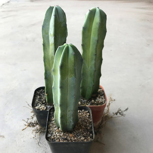 901人付款淘宝蓝柱仙人柱植物龙凤柱仙人球室内超大蓝衣柱蓝棱柱