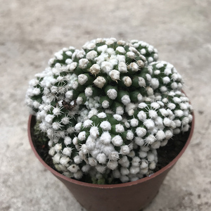 明日香姬仙人球包邮