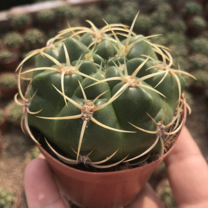 开花仙人球狂刺莺鸣玉实生鸟巢超大多肉植物盆栽办公室防辐射花卉