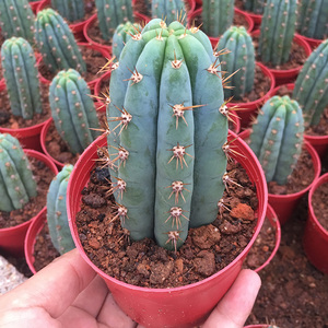 柱类仙人掌多闻柱盆栽防辐射吸收甲醛仙人球耐寒嫁接易养有根花卉