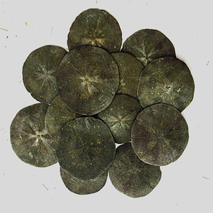 精选正宗海金钱 干货 北海野生海宝泡酒料 中材料海金钱250克包邮