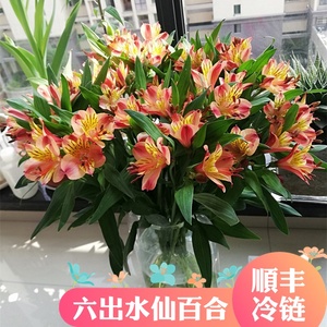 云南昆明直发水仙百合鲜花批发家庭生活用花新鲜花束六出花速递