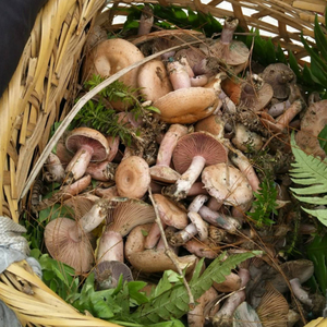 云南深山现采新鲜野生菌乌枞菌松树菌 铜绿菌 现货现发 顺丰包邮