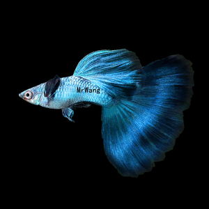 循鱼mrwang辛加兰蓝尾进口礼服孔雀鱼热带鱼凤尾鱼淡水鱼