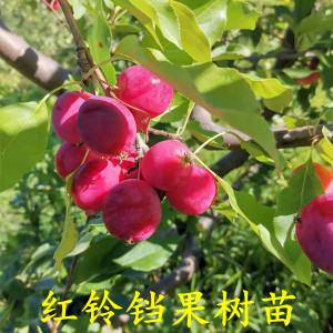 红铃铛果树苗 海棠果树苗 东北果树