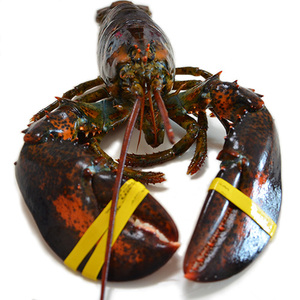 龙虾波士顿超大