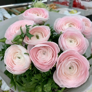 荷兰进口洋牡丹高档 鲜切花清新风家庭用花鲜花速递上海