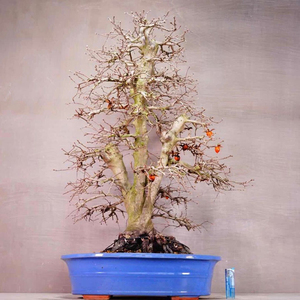 皎月园 大品 展会级 日本老鸦柿 老根三杆造型 稀有花物盆景