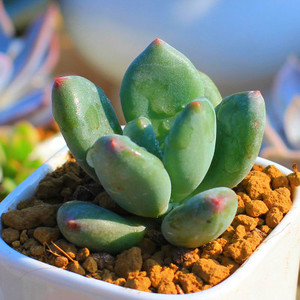 青星美人 红美人 多肉植物组合防辐射创意小盆栽绿植肉植物组合