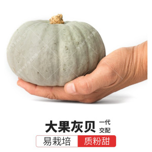 贝贝小南瓜种子灰银大果春季新疆沙漠板栗特甜粉香金丝瓜新品种籽
