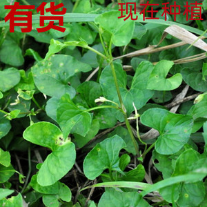 如意草白三百棒红三百棒水砂土培四季种植常绿观叶盆栽药材草药苗