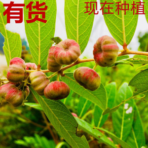 算盘子根算盘子叶黎击子野南瓜算盘珠红橘仔血木瓜磨盘树子草药苗