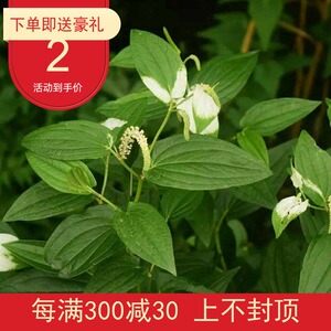 三白草 白面姑 白舌骨 塘边藕  盆栽 全年种植中草药苗