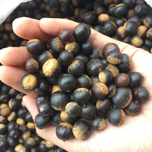 新鲜野生板栗米锥子孕妇坚果山锥勾圆子刺锥米椎子圆锥毛栗小栗子