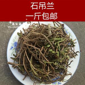 草根虫子淘宝贵州深山新鲜吊石苣苔 石吊兰石豇豆现挖接骨生中草药