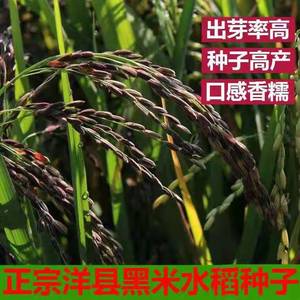 正宗洋县黑米种子高产水稻种籽黑米稻谷种黑稻种优质黑谷种1斤