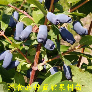 蓝靛果苗 山茄子苗 蓝靛果树苗 羊奶子苗 黑瞎子苗新品种蓝靛果苗