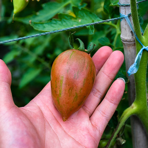 巢湖中垾多彩多形小番茄 新鲜迷彩小番茄500g迷你彩色圣女果