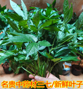 云南文山名贵药材三七叶子新鲜三七叶子田七叶子250克