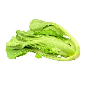 云南大苦菜新鲜