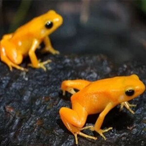 金蛙小彩蛙金蛙活体金蟾蜍招财蛙活小金蛙粉绿宠物蛙青蛙特惠包邮