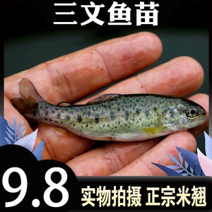 虹鳟鱼苗淡水三文鱼苗养殖金鳟鱼苗冷水稀有鱼原生鱼凶猛观赏鱼