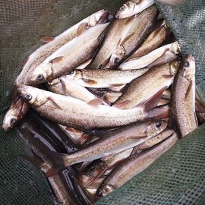 优质雅鱼苗细鳞鱼裂腹鱼苗稀有鱼淡水冷水渔场养殖 活体发货包邮