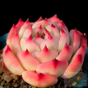 多肉植物 醉夕阳 组合盆栽绿植花防辐射多肉含盆室内