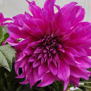 超级巨型大丽花多年生花卉地瓜花大花型阳台盆栽庭院地栽观花植物