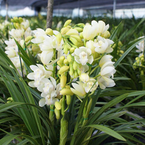 白玉香兰日本香兰大花蕙兰室内花卉盆栽植物清香型四季兰草花多剑