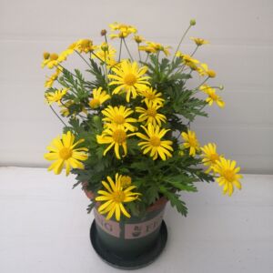 木春菊苗盆栽茼蒿菊花苗玛格丽特阳台庭院四季开花带花发货耐旱热